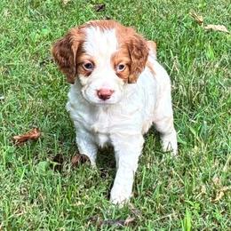 Holly boy 1 - Orange and white male Brittany puppy in Floyd Knobs, Indiana from Cross Creek Brittanys