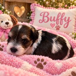 Puppy 5 - Black and tan female Companion Cross puppy in Carriere, Mississippi from Sassy Schnauzers