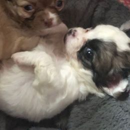 Duchess - Black and white female Chihuahua puppy in Amelia, Virginia from Pannell’s Precious Pups
