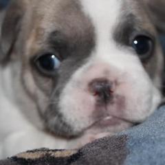 French Bulldogs from Miller's Kennels