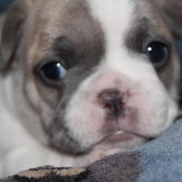 French Bulldogs from Miller's Kennels