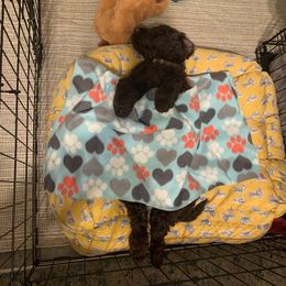 Australian Labradoodle Puppies from Whimsical Australian Labradoodles