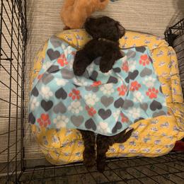 Australian Labradoodle Puppies from Whimsical Australian Labradoodles