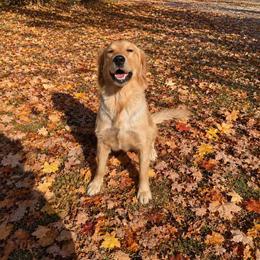 Sal - Golden Retriever