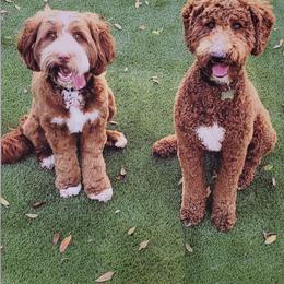 Bayley - Australian Labradoodle