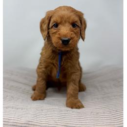 Leccino - Red male Australian Labradoodle puppy in Sacramento, California from Little Farmstead Labradoodles