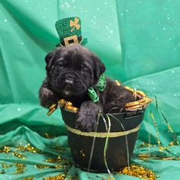 BOWIE - Yellow Collar Brindle Boy - Brindle male Mastiff puppy in Auburn, Kansas from Puppy Paradise:  English Mastiff Puppies & Standard Goldendoodle Puppies