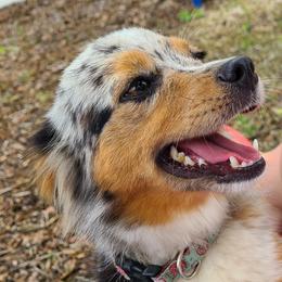Ellie - Toy Australian Shepherd