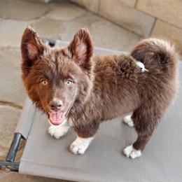 Chickadee - Chocolate female Pomsky puppy in Cleveland, Ohio from Lake Point Pomskies