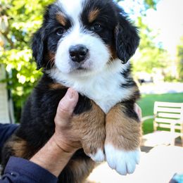 Bernese Mountain Dog Puppies from Locust Hill Berners