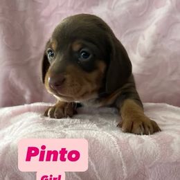 Dachshund Puppies from M & M Breeding