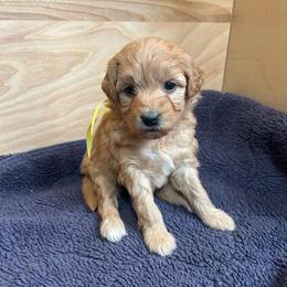 Gold Collar - Apricot female Goldendoodle puppy in Denison, Iowa from Violet View Iowa Goldendoodles