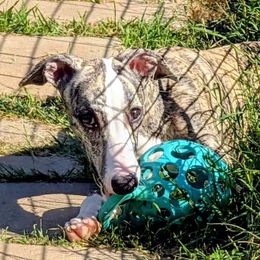 Orange Collar Boy - Fawn brindle male Whippet puppy in Holly Springs, Mississippi from Crossway Akitas, Whippets, & Russian Toys