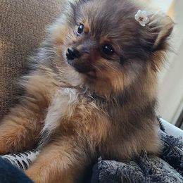 Pomeranians from Blades poms