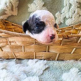 Goji - Black and white male Cockapoo puppy in Stillwater, Oklahoma from Cowboy Country Cockapoos
