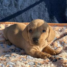 Girl 1 - Red female Dachshund puppy in Stilwell, Oklahoma from Double Down Doxies