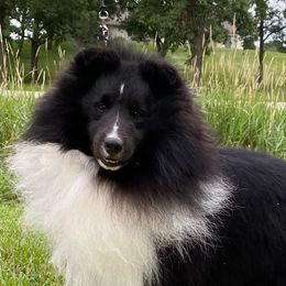 Shetland Sheepdogs from Aral Shelties