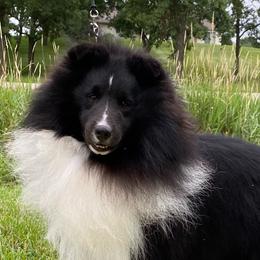 Shetland Sheepdogs from Aral Shelties