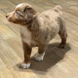 Jenna - Red merle female Miniature Australian Shepherd puppy in Bogata, Texas from Maple Creek Run