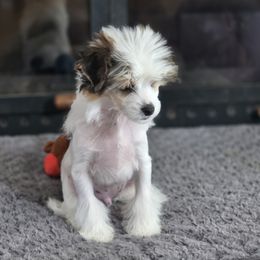 Jagger - White and black male Chinese Crested puppy in Utah from Mlee puppies