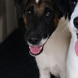 Oliver - White black and tan male Smooth Fox Terrier puppy in Lake City, Florida from Providence Kennels
