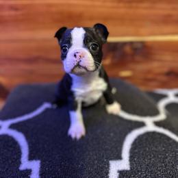 Boston Terrier Puppies from Goshorn Family Bostons and Frenchtons