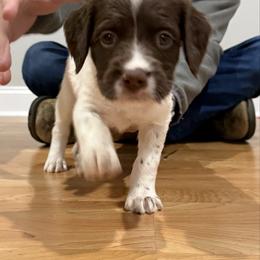 Jelly Bean (Girl 1) - Liver and white female Brittany puppy in Claxton, Georgia from Bull Creek Kennels