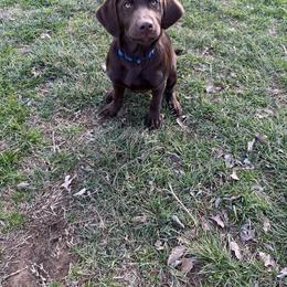 Labrador Retriever Puppies from J and D Retrievers