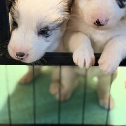 Border Collie Puppies from Cahill’s Canines