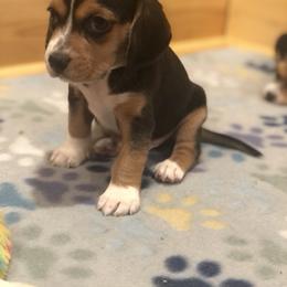 Beagle Puppies from Beech Grove Beagles