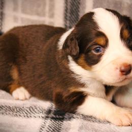 Foxy - Red tri female Miniature Australian Shepherd puppy in Menomonee Falls, Wisconsin from Hunt N Oaks