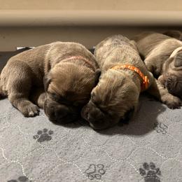 Formentino Female 2 - Fawn female Cane Corso puppy in Clewiston, Florida from Far From Average Kennels