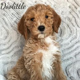 Goldendoodle and Whoodle Puppies from Deb’s KY Doodles