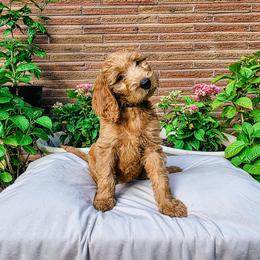 Rain - Apricot female Goldendoodle puppy in Everett, Washington from Big Top Doodles