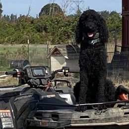 Poodles from M & G Farms Poodle Party