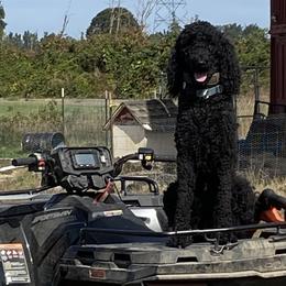 Poodles from M & G Farms Poodle Party