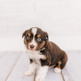 Pawbert - Red tri male Miniature Australian Shepherd puppy in Enoch, Utah from Twisted H Aussies