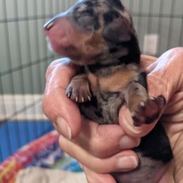 Boy 2 - Dachshund puppy in Sarasota County, Florida from Donna's Mini Joys