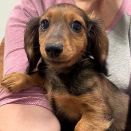 Kodiak - Red male Dachshund puppy in Shawnee, Oklahoma from Magic Eagle Miniature Dachshunds