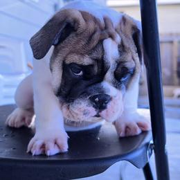 Rolly - Brindle male Bulldog puppy in Brookshire, Texas from Daisy’s Bully Bloom
