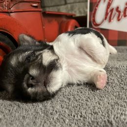 Ozzy - Black & tan tri-color male Morkie puppy in Taylorsville, North Carolina from Mountain Top Hot Tailz