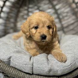 French Bulldog, Goldendoodle, and Golden Retriever Puppies from SoCalFamilyFrenchies, Doodles and more
