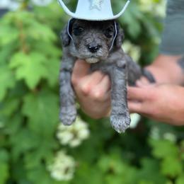 Yellow - Merle male Goldendoodle puppy in Fairmount, Georgia from Muscadine Meadows Farm