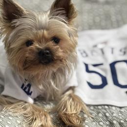 Yorkshire Terrier Puppies from Heaven_sent_toy_yorkies