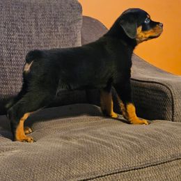 Rottweiler puppies from Hicks Farms Rottweilers
