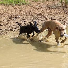 Labrador Retriever Puppies from Valedictorian Retrievers