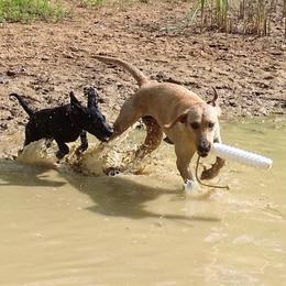 Labrador Retriever Puppies from Valedictorian Retrievers