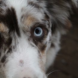 Maple - Australian Shepherd