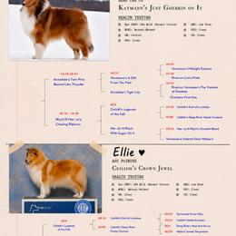 Collie puppies from Sweetgrass Collies