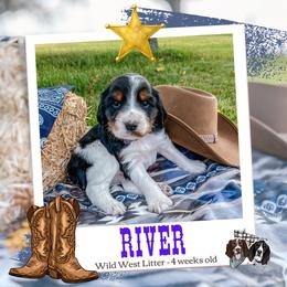 River - Black white and tan male English Springer Spaniel puppy in Albany, Minnesota from Farm Fresh Labradors & English Springers